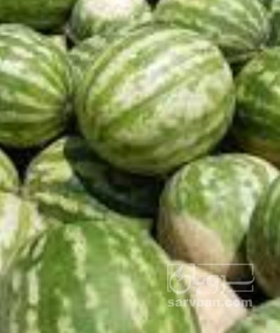 فروش هندوانه گرد