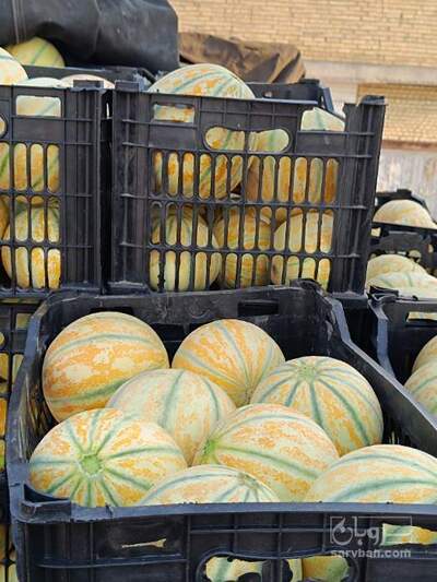 فروش خربزه