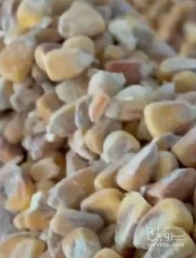 فروش ذرت دانه خوراک دام