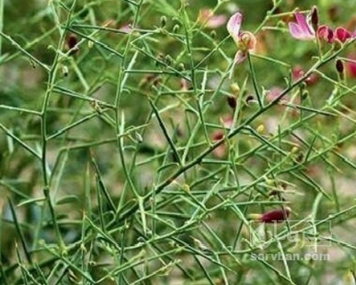 فروش  کاه خارشتر  دستچین خالص