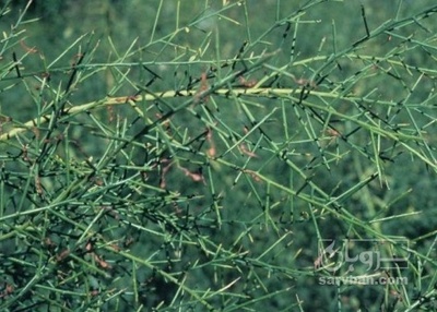 فروش  کاه خارشتر با کاه گندم