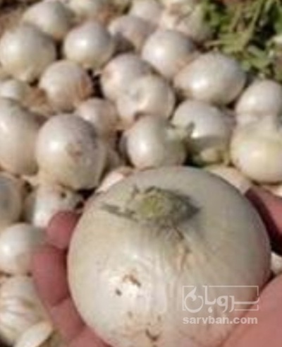 فروش پیاز سفید