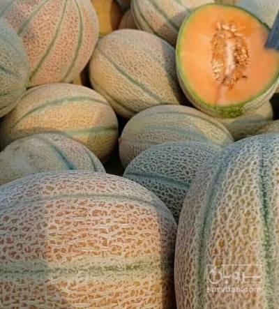 فروش طالبی جانا