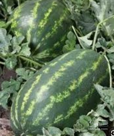 فروش هندوانه بیضی پرو فله صادراتی