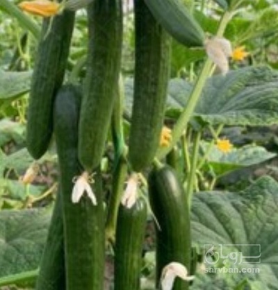 فروش خیار