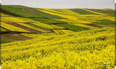 فروش کلزا
