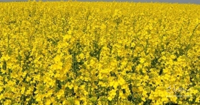 فروش کلزا
