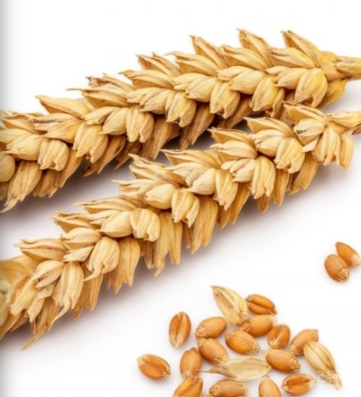 فروش گندم