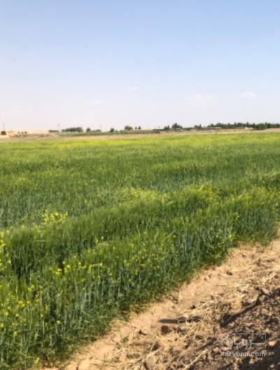 فروش جو