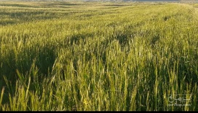 فروش جو