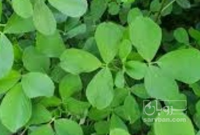 فروش یونجه هیدروپونیک