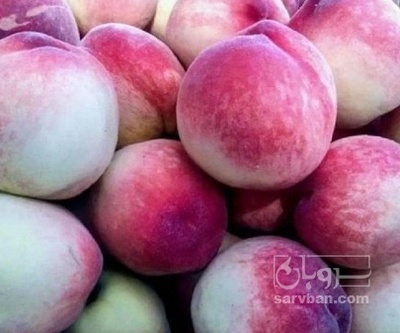 فروش شفتالو