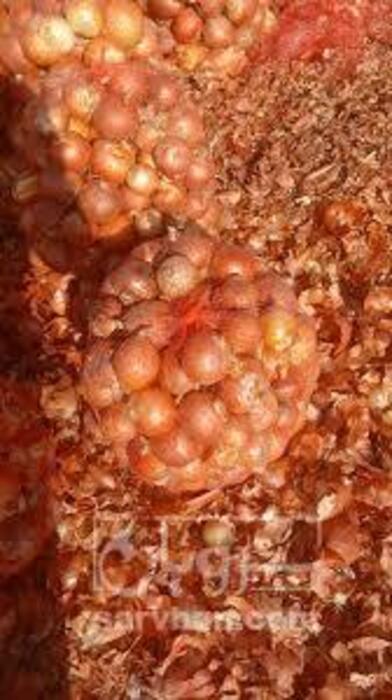 فروش پیازطلایی