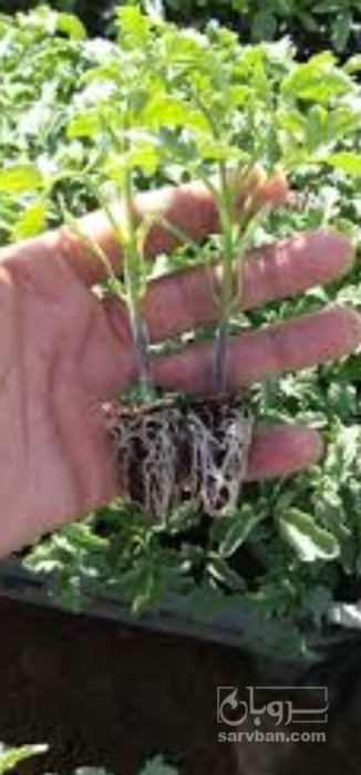 فروش نشا بادمجان