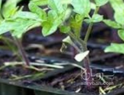 فروش نشا فلفل