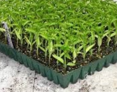 فروش نشا گوجه فرنگی