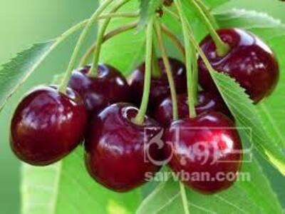 فروش گیلاس