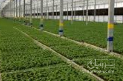 فروش نشا گل کلم