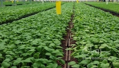 فروش نشا فلفل