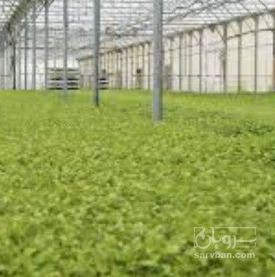 فروش نشا بادمجان