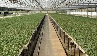 فروش نشا گوجه فرنگی