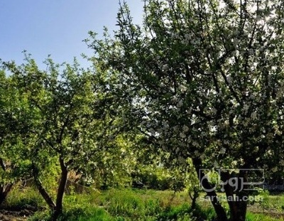 فروش زردآلو