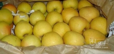 فروش سیب زرد