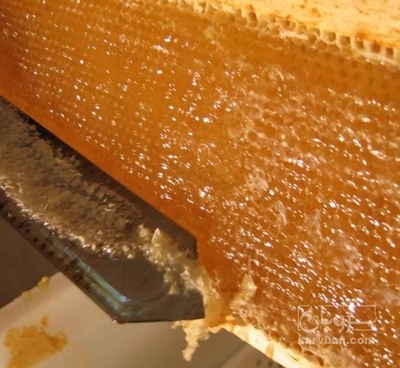 فروش عسل شان