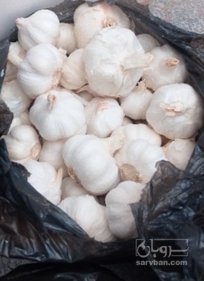 فروش سیر سفید صادراتی