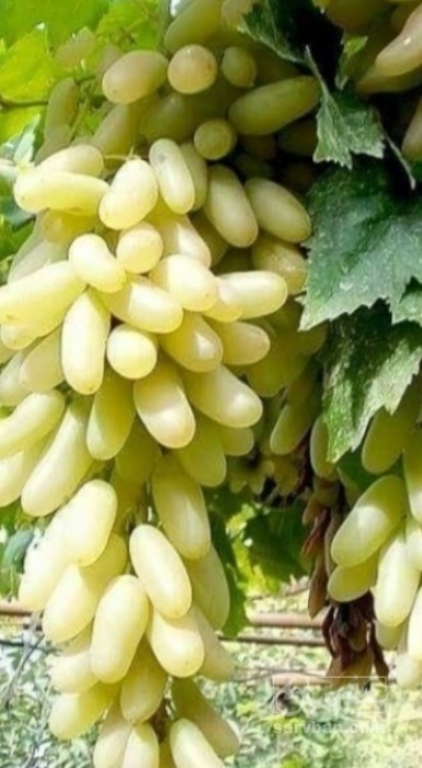 فروش انگور ریش بابا صادراتی