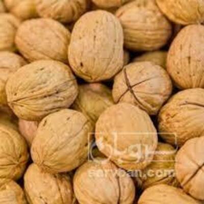 فروش گردو