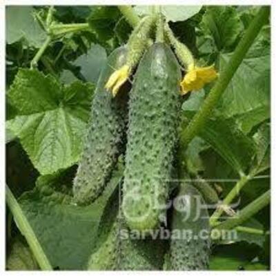 فروش خیارخاردار