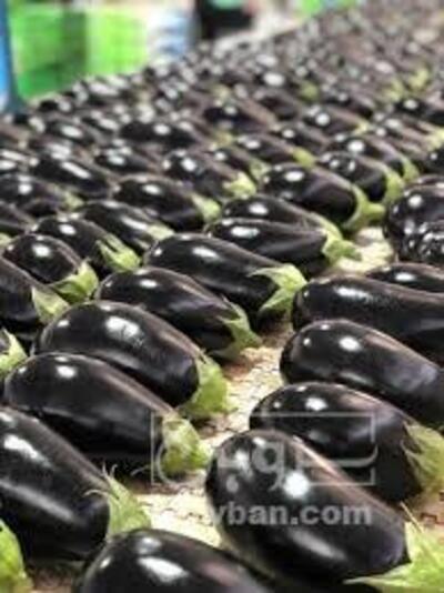 فروش بادمجان