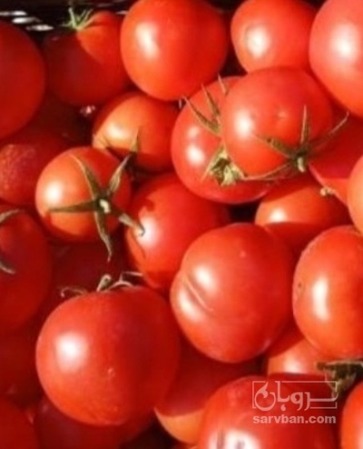 فروش گوجه فرنگی بروبیو