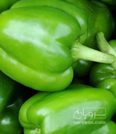 فروش فلفل دلمه ای سبز
