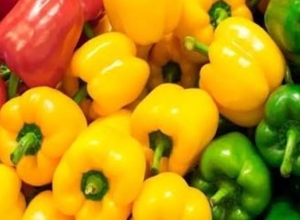 فروش فلفل دلمه ای