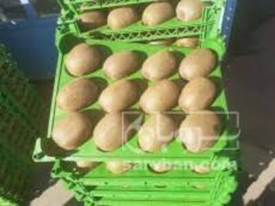 فروش کیوی هایوارد