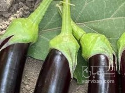 فروش بادمجان