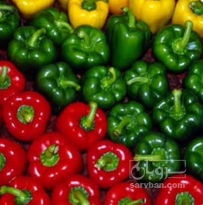 فروش فلفل دلمه ای