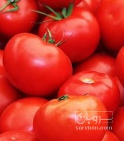 فروش گوجه فرنگی