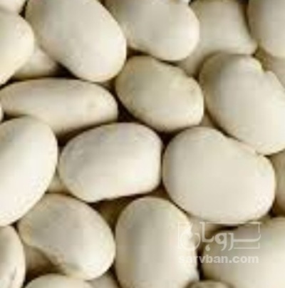 فروش لوبیا سفید