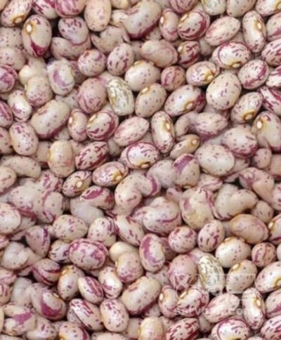 فروش لوبیا چیتی