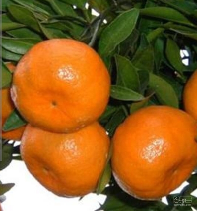 فروش نارنگی