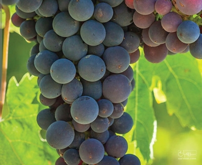 فروش انگور