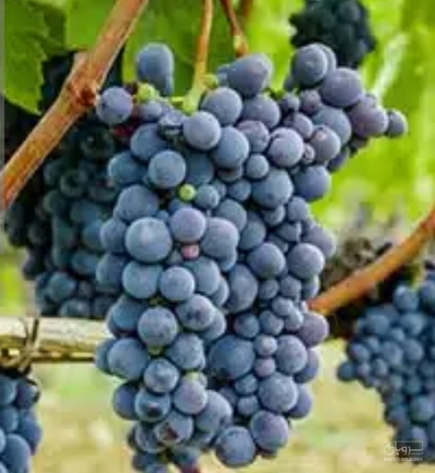 فروش انگور