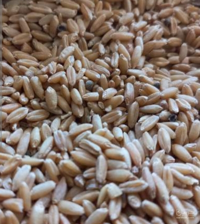 فروش گندم