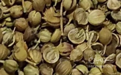 فروش تخم گشنیز (گیاه‌ دارویی)