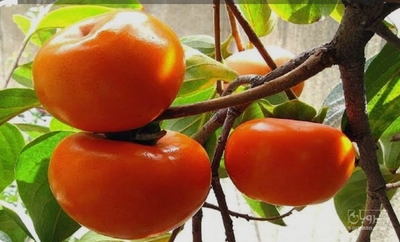 فروش خرمالو