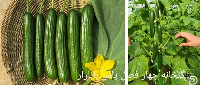 فروش خیار