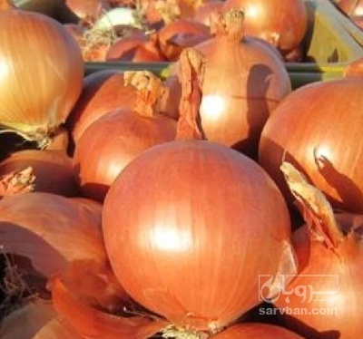 فروش بذر  پیاز طلایی